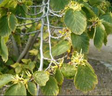 Hamamelis virginiana